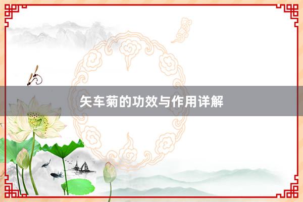 矢车菊的功效与作用详解